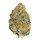 FastBuds Lemon Mandarin Feminisiert 1 Samen