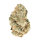 FastBuds Gorilla Melon Feminisiert