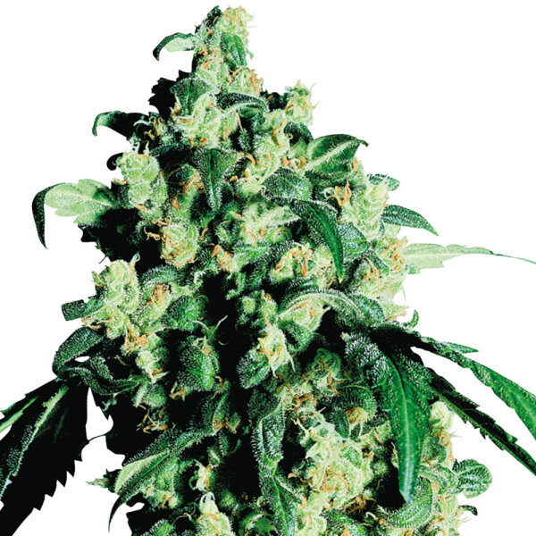 Sensi Seeds Super Skunk Feminisiert
