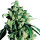 Sensi Seeds Super Skunk Feminisiert