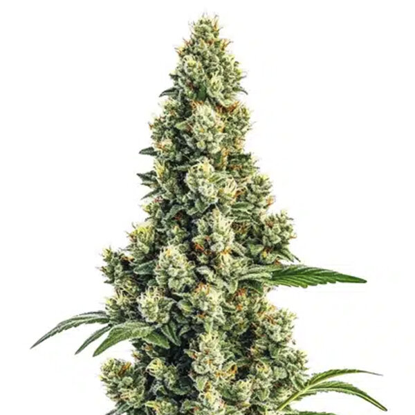 DBH Sour Diesel Regulär