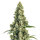 DBH Sour Diesel Regulär