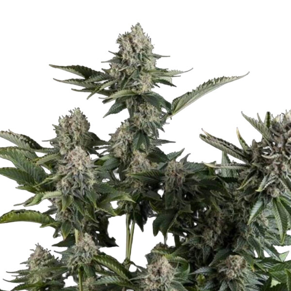 DBH White Widow Feminisiert