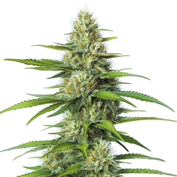 DBH White Widow Regulär