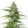 DBH White Widow Regulär
