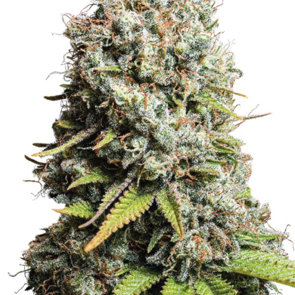 DBH Jack Herer Feminisiert