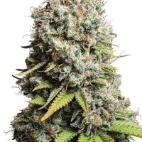 DBH Jack Herer Feminisiert
