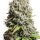 DBH Jack Herer Feminisiert